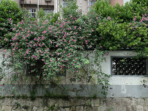 人间四月芳菲尽，常州力马绽魅力